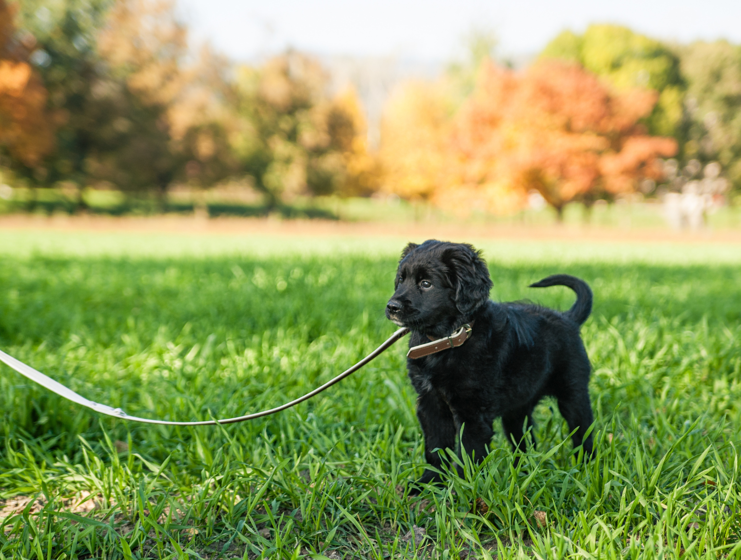 Szczeniaczkowy balans