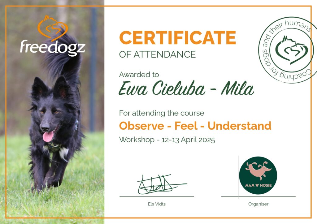 Observe - Feel - Understand - Els Vidts